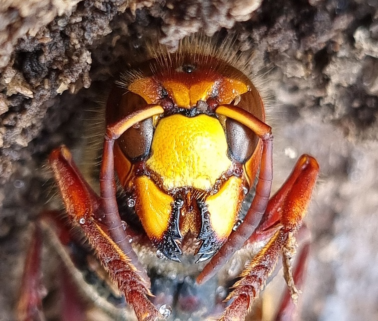 Vespa crabro - lódarázs