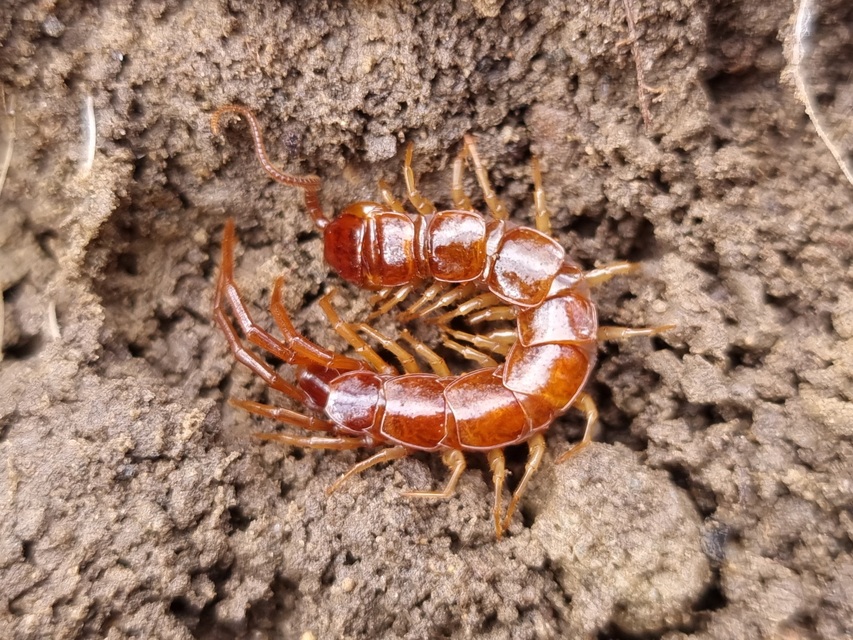 Chilopoda - Százlábúak