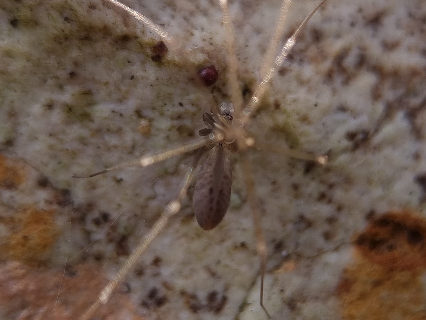 Pholcus opilionoides - kis álkaszáspók