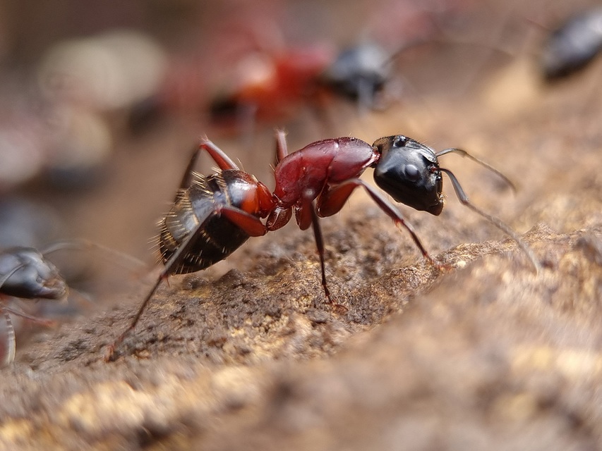 Camponotus ligniperda - faodvasító lóhangya