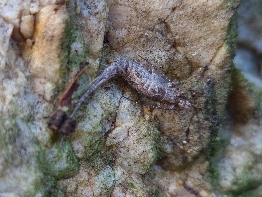 Archaeognatha - Ugróősrovarok