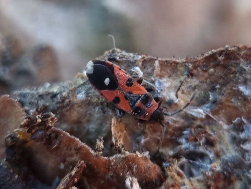 Horvathiolus superbus - kis fehérfoltos bodobács