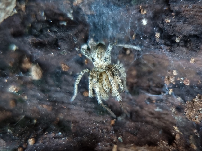 Anyphaena accentuata - jegyespók