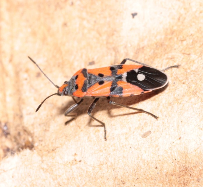 Lygaeus equestris/simulans