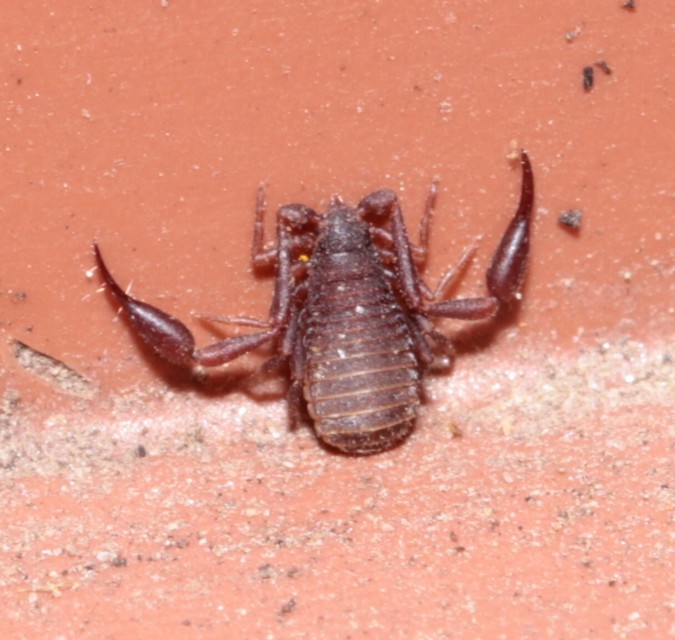 Pseudoscorpionida - Álskorpiók