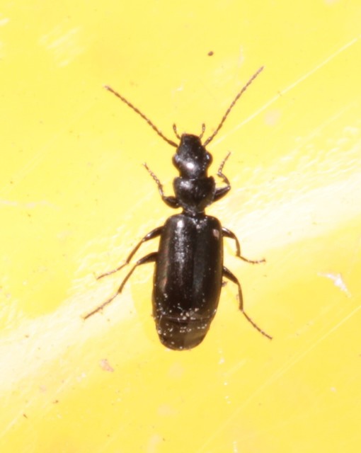 Microlestes