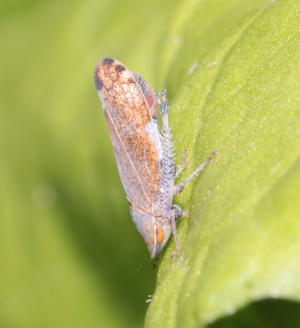 Fieberiella florii