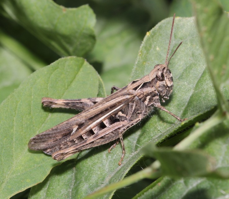 Chorthippus (Glyptobothrus) (subgenus)
