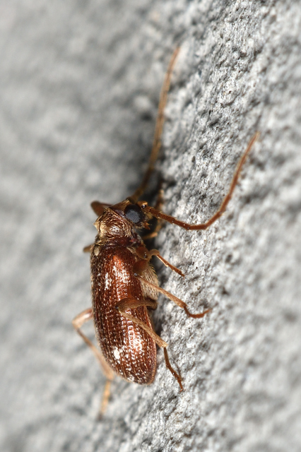 Ptinus fur - közönséges tolvajbogár