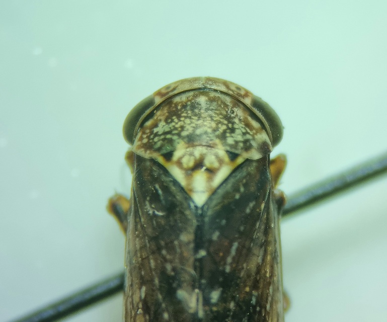 Acericerus vittifrons