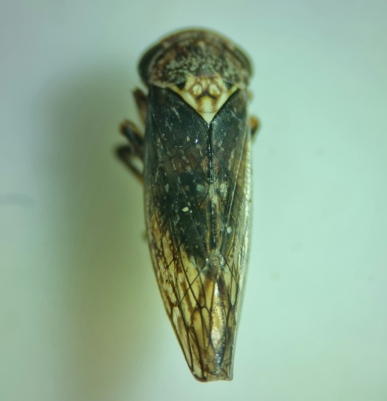 Acericerus vittifrons
