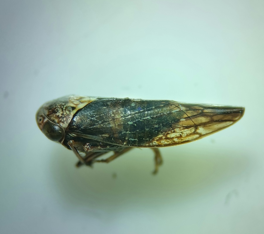 Acericerus vittifrons