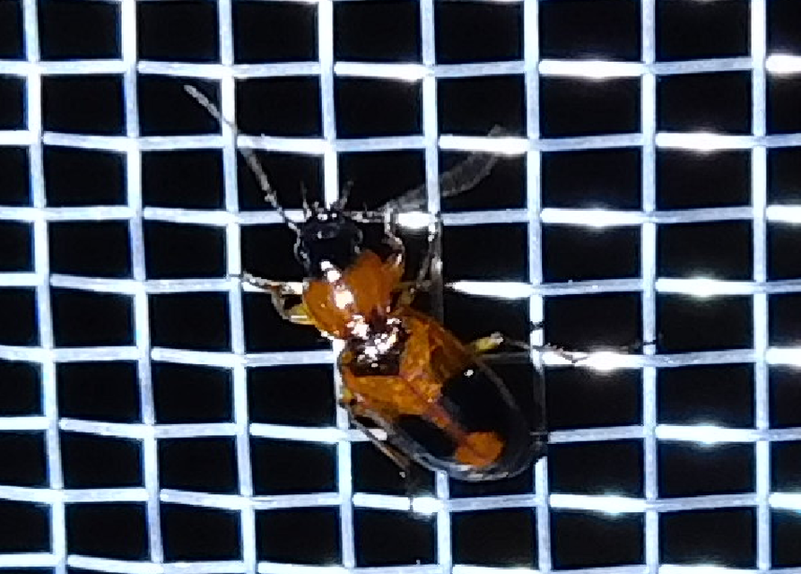 Badister meridionalis - közönséges posványfutonc