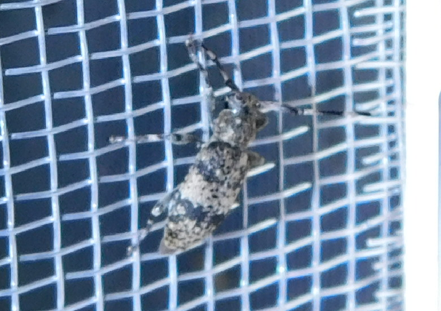 Leiopus nebulosus - öves gesztcincér