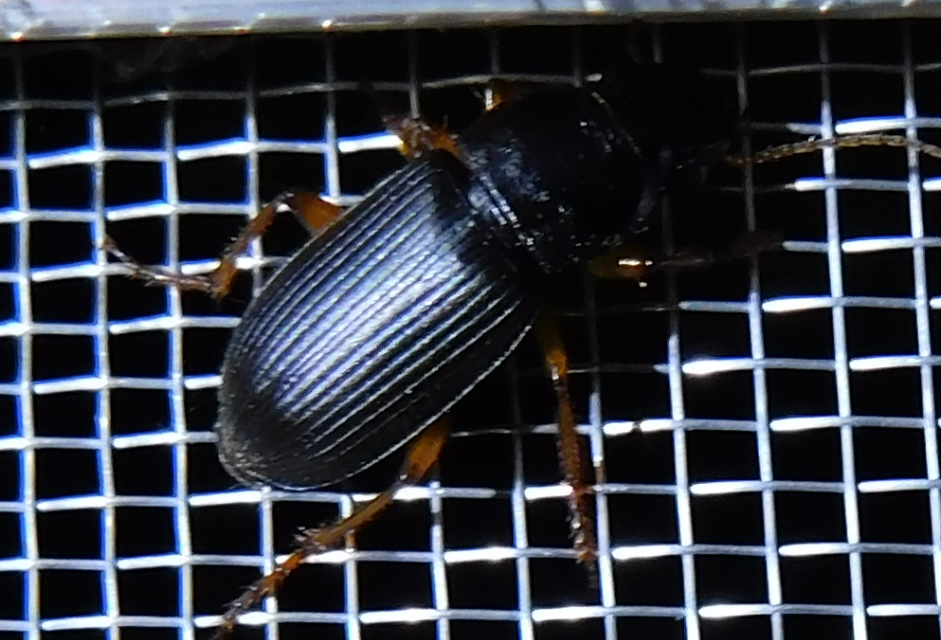 Harpalus griseus - kis selymesfutó