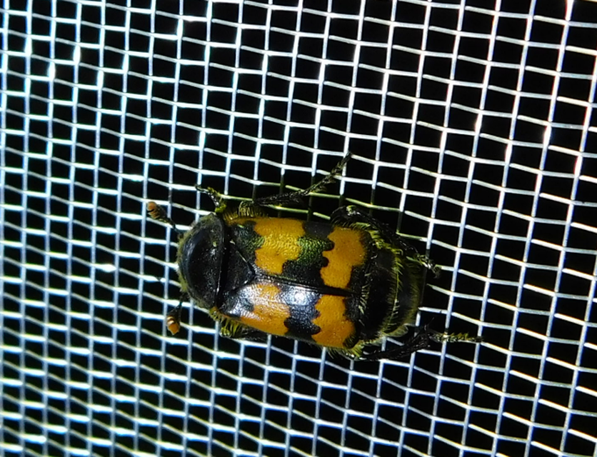 Nicrophorus vespillo - közönséges temetőbogár