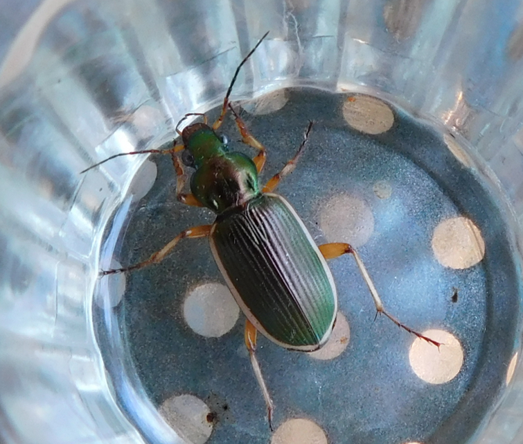Chlaenius spoliatus - csupasz bűzfutó