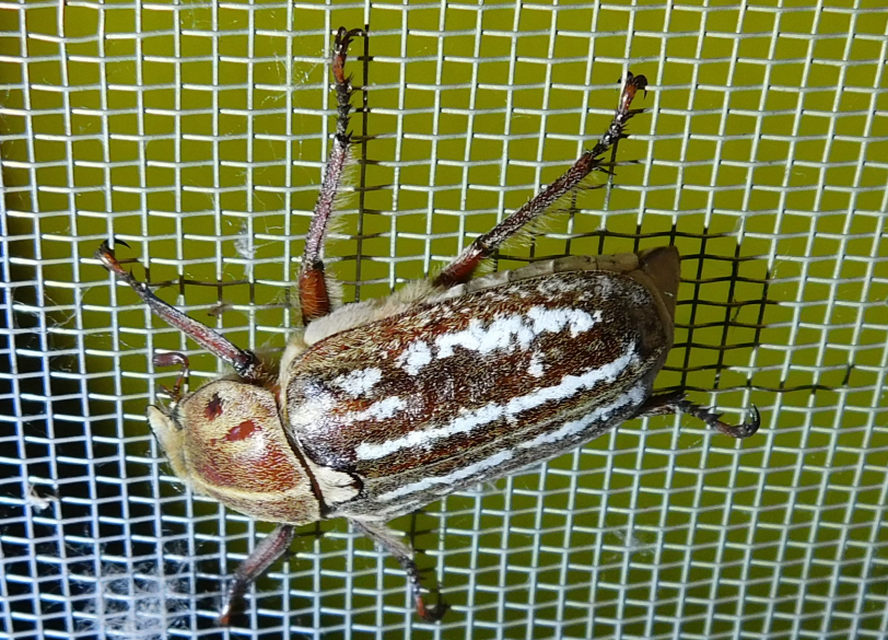 Anoxia orientalis - keleti cserebogár
