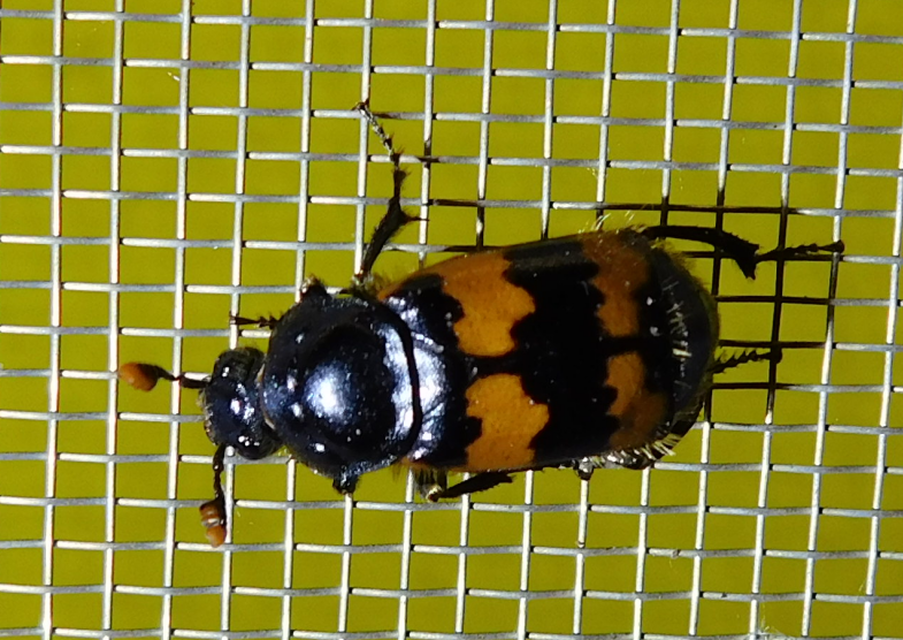 Nicrophorus interruptus - sárgaszőrű temetőbogár