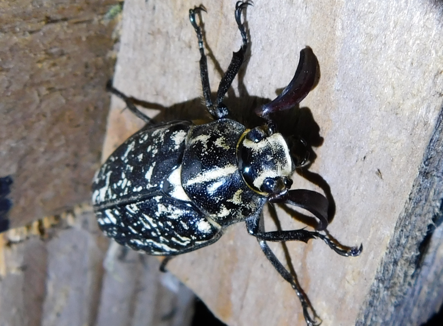 Polyphylla fullo - csapó cserebogár