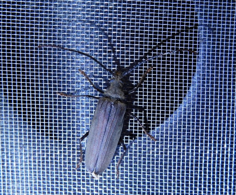 Aegosoma scabricorne - diófacincér