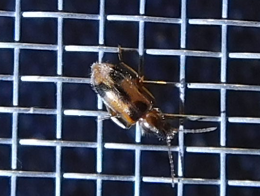 Notoxus appendicinus - déli nyakszarvúbogár