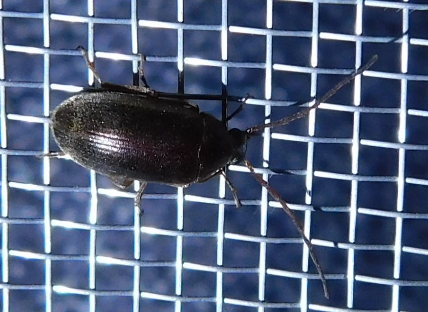 Hymenalia rufipes - rőtlábú alkonybogár