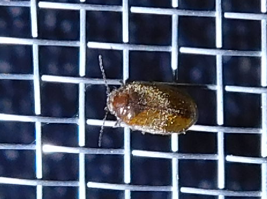 Scirtidae - rétbogárfélék