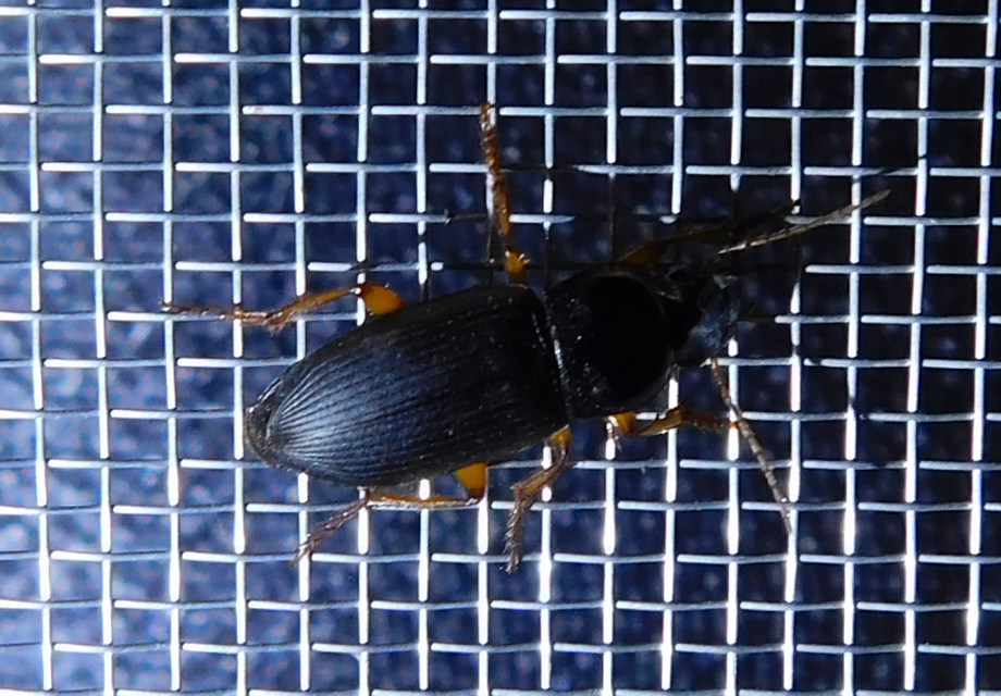 Harpalus griseus - kis selymesfutó