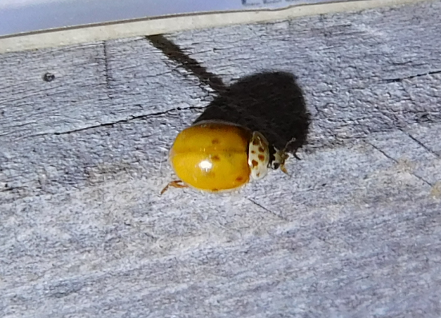Adalia decempunctata - tízpettyes katica