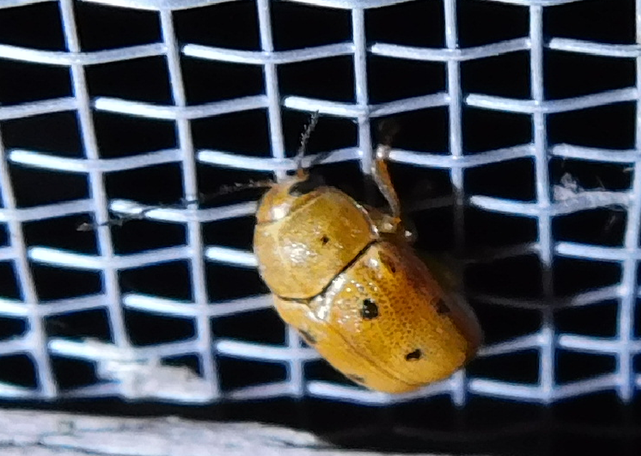 Cryptocephalus octomaculatus - nyolcfoltos zömökbogár
