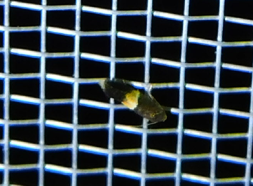 Elachista bisulcella - szalagos fűaknázómoly