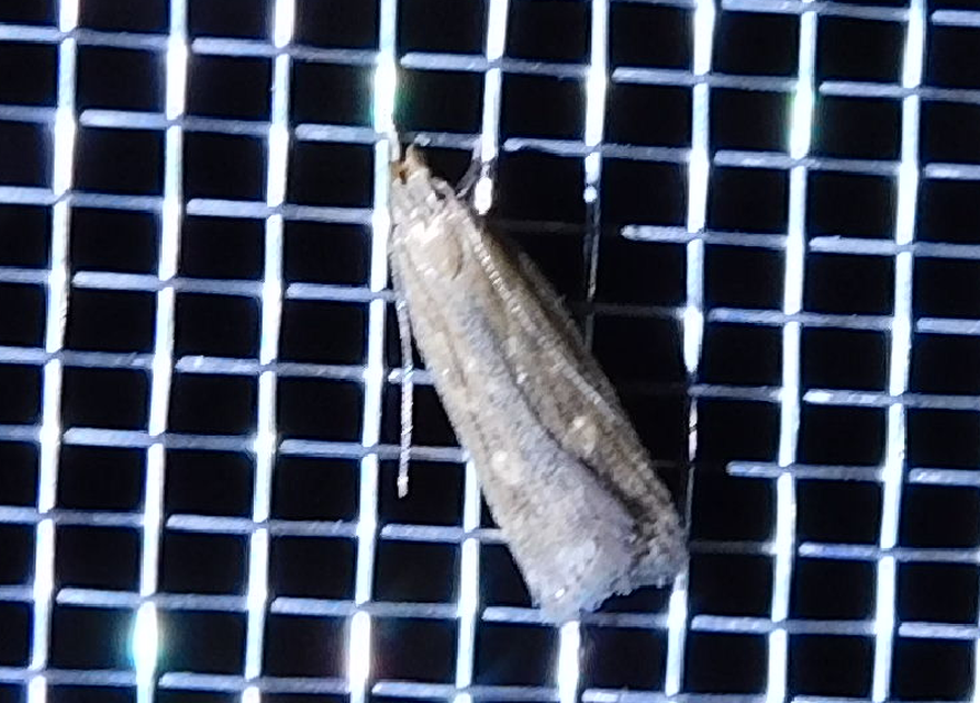 Helcystogramma triannulella - szuláksodró lápimoly