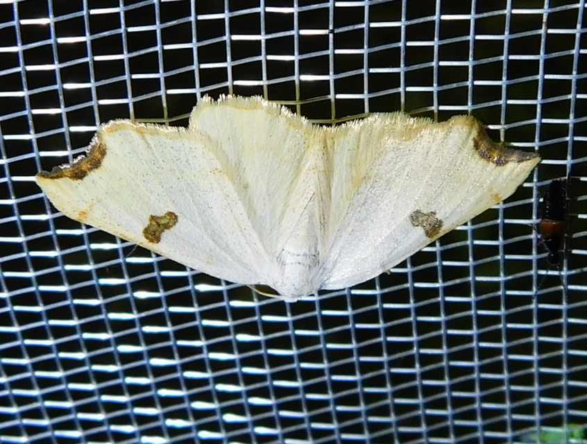 Eilicrinia cordiaria - fehér fűzfaaraszoló