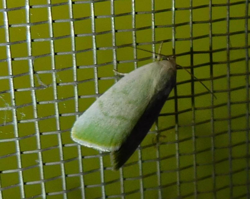 Earias vernana - nyárfa-zöldbagoly