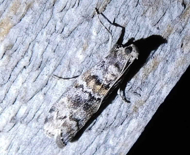 Dioryctria