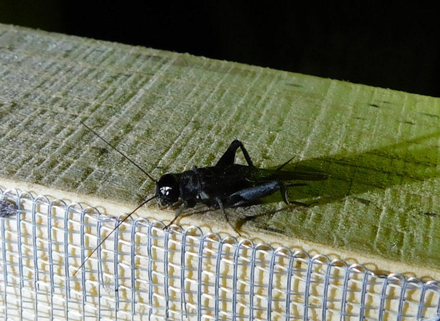 Eumodicogryllus bordigalensis - bordói tücsök