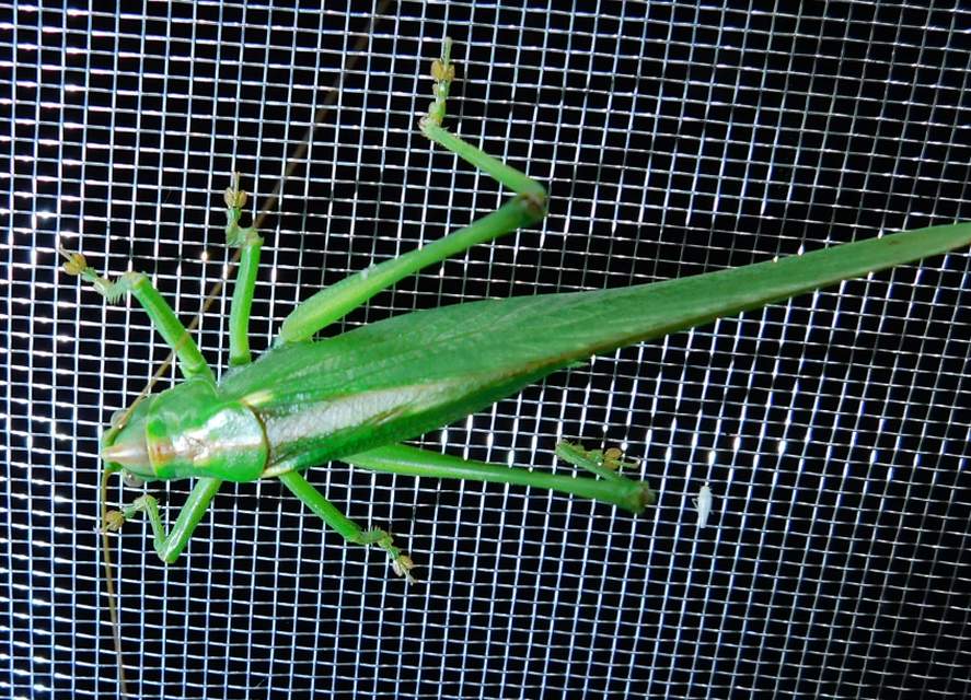 Tettigonia viridissima - zöld lombszöcske