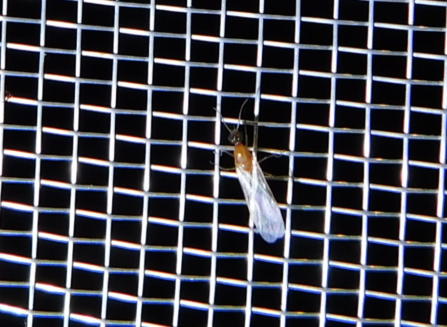 Colobopsis truncata - kapushangya