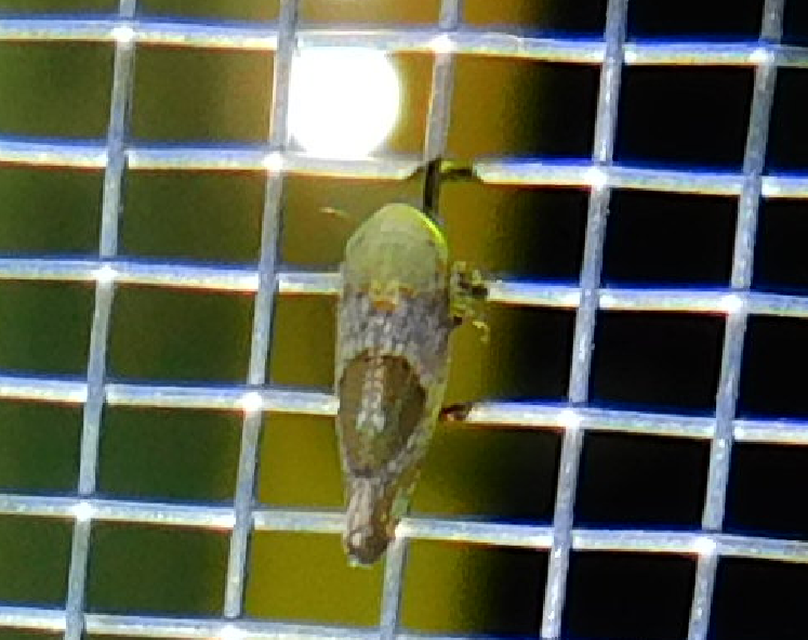 Hishimonus hamatus