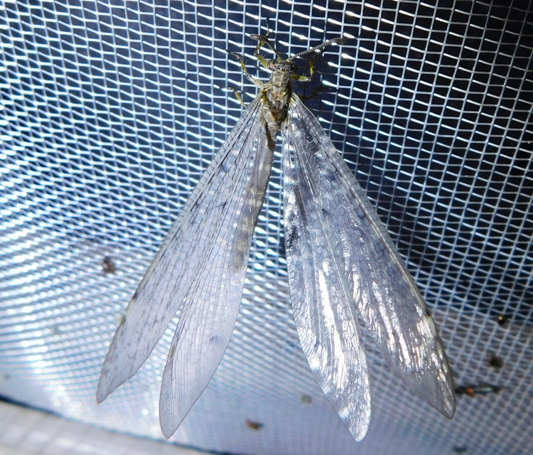 Distoleon tetragrammicus - négyfoltos hangyaleső