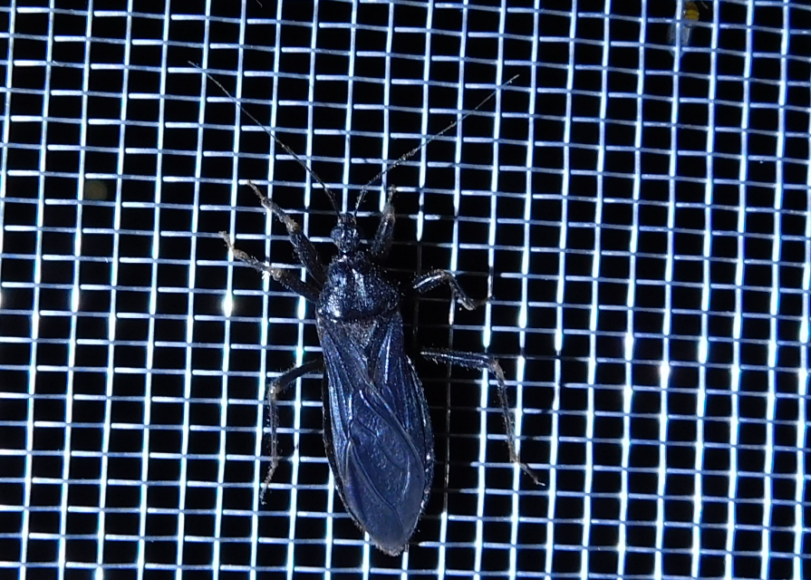 Reduvius personatus - szemetes zugpoloska