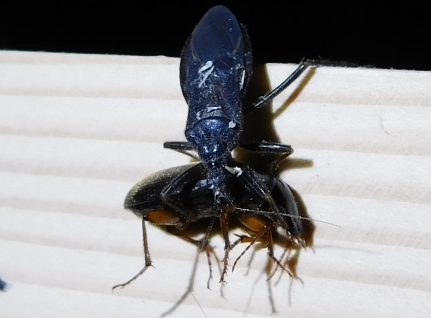 Reduvius personatus - szemetes zugpoloska