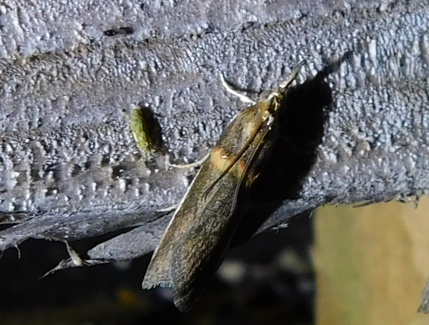 Etiella zinckenella - akácmoly