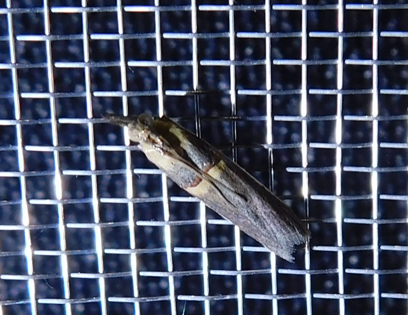 Etiella zinckenella - akácmoly