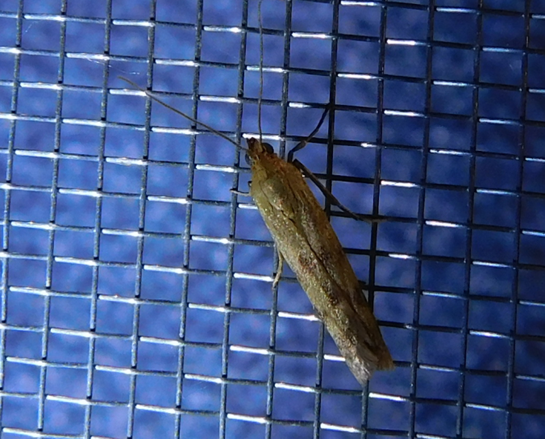 Homoeosoma sinuella - agyagsárga karcsúmoly