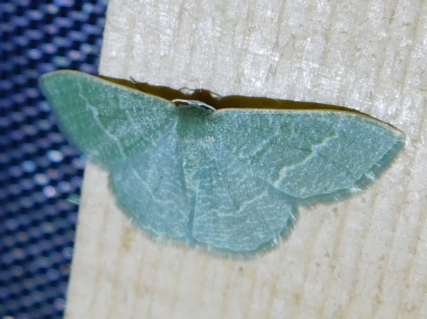 Phaiogramma etruscaria - fehérpettyes zöldaraszoló