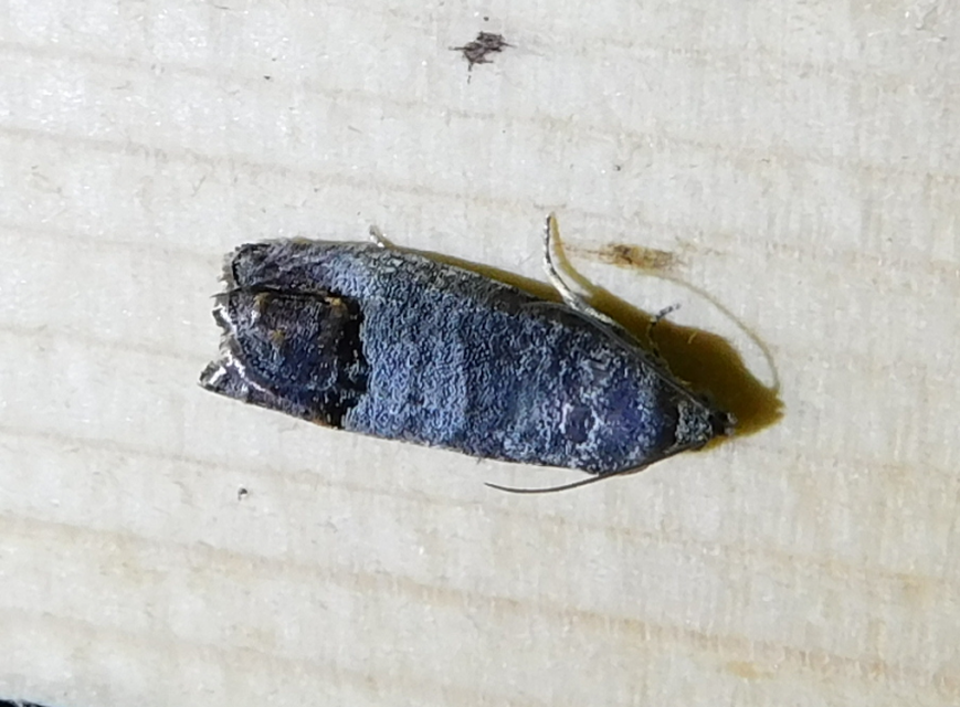 Cydia pomonella - almamoly