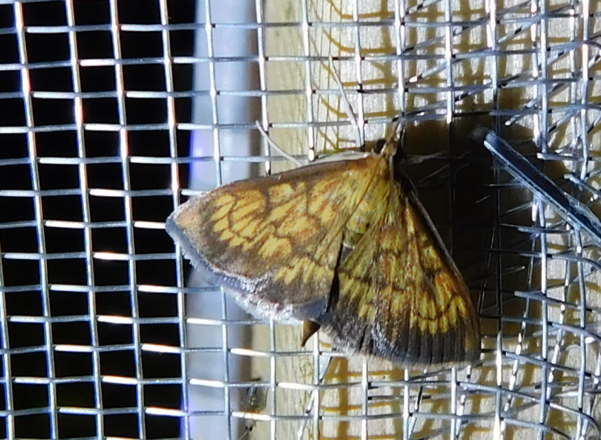 Ecpyrrhorrhoe rubiginalis - rozsdavörös tűzmoly