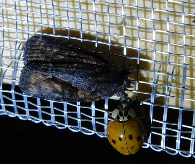 Bryophila raptricula/felina